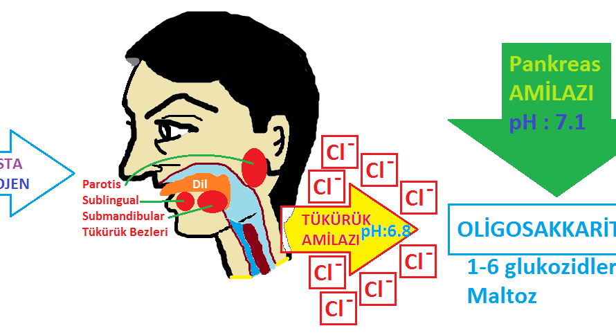 Sindirim Sistemi Biyokimyası