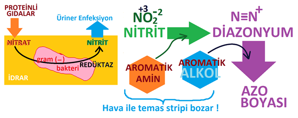 İdrar’ın Biyokimyasal Analizi : Nitrit Analizi