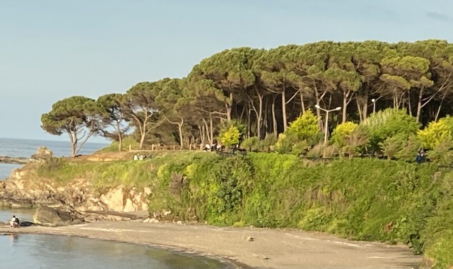 Covid 19 Sonrası  Etkiler ( Covid 19 sendromu )